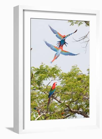 Scarlet Macaws in Flight-Howard Ruby-Framed Photographic Print