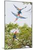 Scarlet Macaws in Flight-Howard Ruby-Mounted Photographic Print