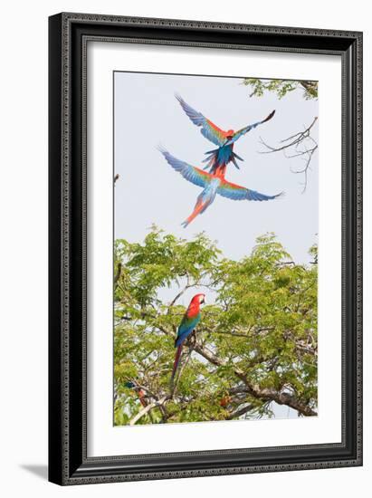 Scarlet Macaws in Flight-Howard Ruby-Framed Photographic Print