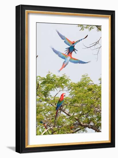 Scarlet Macaws in Flight-Howard Ruby-Framed Photographic Print