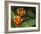 Scarlet milkweed, Asclepias curassavica, butterfly larvae plant, Florida-Maresa Pryor-Framed Photographic Print