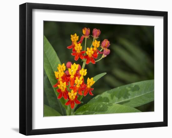 Scarlet milkweed, Asclepias curassavica, butterfly larvae plant, Florida-Maresa Pryor-Framed Photographic Print