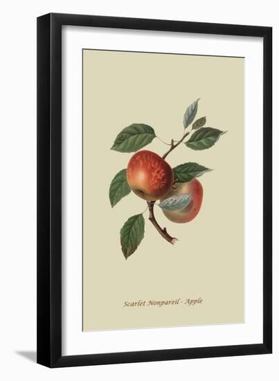 Scarlet Nonpareil - Apple-William Hooker-Framed Art Print