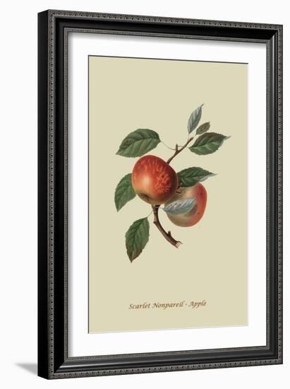 Scarlet Nonpareil - Apple-William Hooker-Framed Art Print