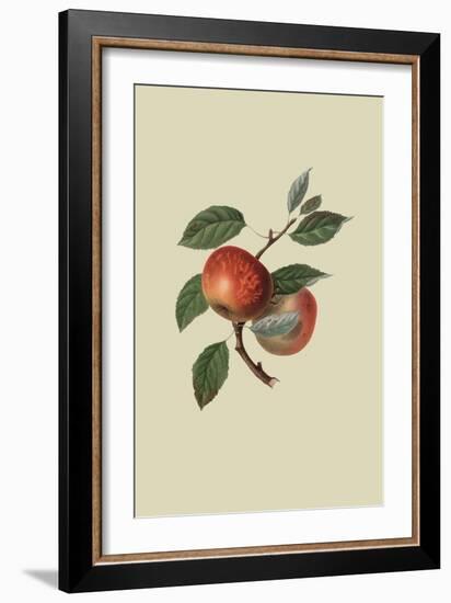 Scarlet Nonpareil - Apple-William Hooker-Framed Art Print