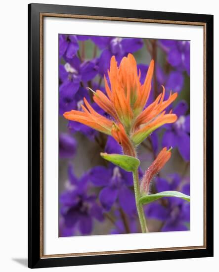 Scarlet Paintbrush and Larkspur, Olympic National Park, Washington, USA-Jamie & Judy Wild-Framed Photographic Print