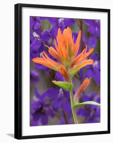 Scarlet Paintbrush and Larkspur, Olympic National Park, Washington, USA-Jamie & Judy Wild-Framed Photographic Print