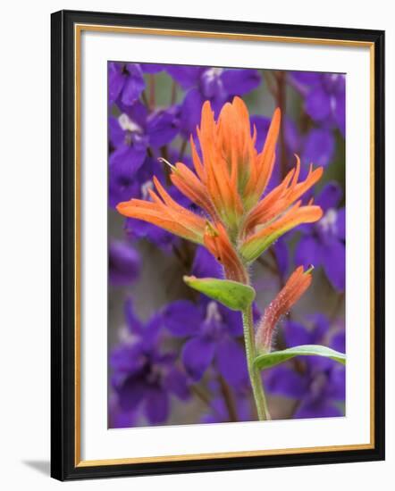 Scarlet Paintbrush and Larkspur, Olympic National Park, Washington, USA-Jamie & Judy Wild-Framed Photographic Print