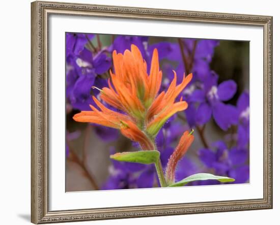 Scarlet Paintbrush and Larkspur, Olympic National Park, Washington, USA-Jamie & Judy Wild-Framed Photographic Print