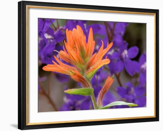 Scarlet Paintbrush and Larkspur, Olympic National Park, Washington, USA-Jamie & Judy Wild-Framed Photographic Print