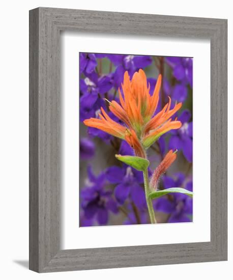 Scarlet Paintbrush and Larkspur, Olympic National Park, Washington, USA-Jamie & Judy Wild-Framed Photographic Print