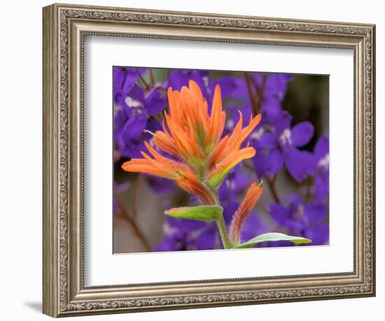 Scarlet Paintbrush and Larkspur, Olympic National Park, Washington, USA-Jamie & Judy Wild-Framed Photographic Print