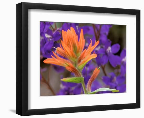 Scarlet Paintbrush and Larkspur, Olympic National Park, Washington, USA-Jamie & Judy Wild-Framed Photographic Print