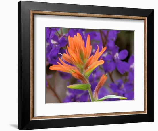 Scarlet Paintbrush and Larkspur, Olympic National Park, Washington, USA-Jamie & Judy Wild-Framed Photographic Print