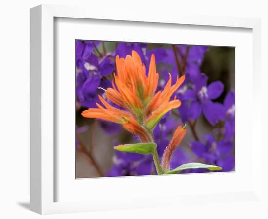 Scarlet Paintbrush and Larkspur, Olympic National Park, Washington, USA-Jamie & Judy Wild-Framed Photographic Print