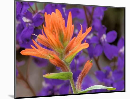 Scarlet Paintbrush and Larkspur, Olympic National Park, Washington, USA-Jamie & Judy Wild-Mounted Photographic Print