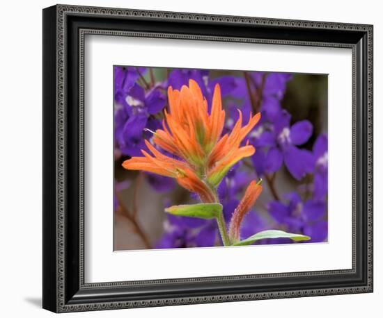 Scarlet Paintbrush and Larkspur, Olympic National Park, Washington, USA-Jamie & Judy Wild-Framed Photographic Print