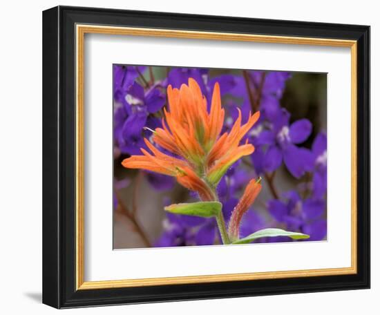 Scarlet Paintbrush and Larkspur, Olympic National Park, Washington, USA-Jamie & Judy Wild-Framed Photographic Print