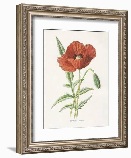 Scarlet Poppy-Gwendolyn Babbitt-Framed Art Print