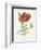 Scarlet Poppy-Gwendolyn Babbitt-Framed Art Print