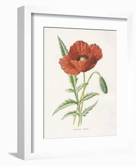 Scarlet Poppy-Gwendolyn Babbitt-Framed Art Print