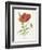 Scarlet Poppy-Gwendolyn Babbitt-Framed Art Print