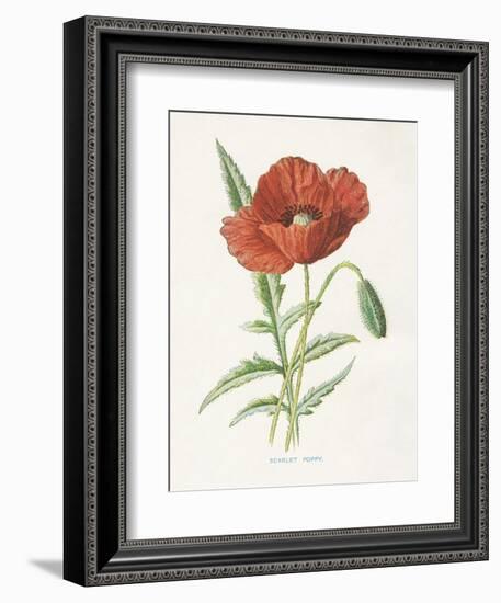 Scarlet Poppy-Gwendolyn Babbitt-Framed Art Print