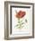 Scarlet Poppy-Gwendolyn Babbitt-Framed Premium Giclee Print