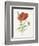 Scarlet Poppy-Gwendolyn Babbitt-Framed Premium Giclee Print