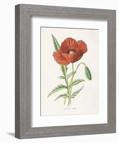 Scarlet Poppy-Gwendolyn Babbitt-Framed Premium Giclee Print