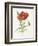 Scarlet Poppy-Gwendolyn Babbitt-Framed Premium Giclee Print