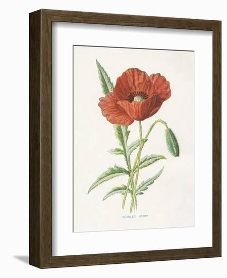 Scarlet Poppy-Gwendolyn Babbitt-Framed Premium Giclee Print