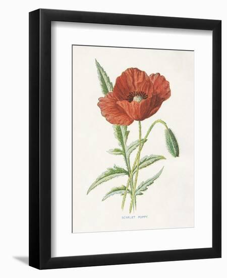 Scarlet Poppy-Gwendolyn Babbitt-Framed Premium Giclee Print