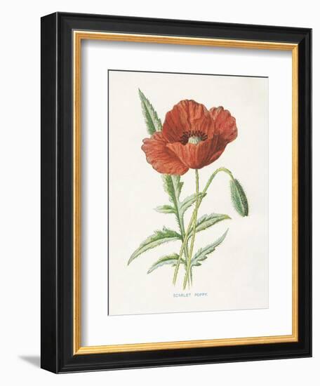 Scarlet Poppy-Gwendolyn Babbitt-Framed Premium Giclee Print