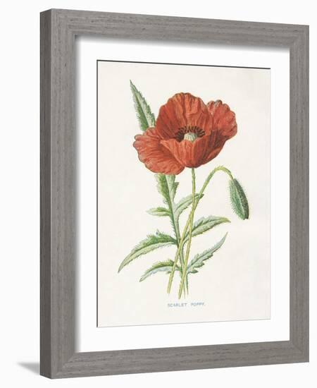 Scarlet Poppy-Gwendolyn Babbitt-Framed Art Print