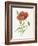 Scarlet Poppy-Gwendolyn Babbitt-Framed Art Print