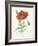 Scarlet Poppy-Gwendolyn Babbitt-Framed Art Print