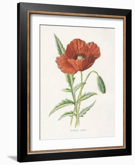 Scarlet Poppy-Gwendolyn Babbitt-Framed Art Print