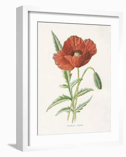 Scarlet Poppy-Gwendolyn Babbitt-Framed Art Print