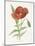 Scarlet Poppy-Gwendolyn Babbitt-Mounted Art Print
