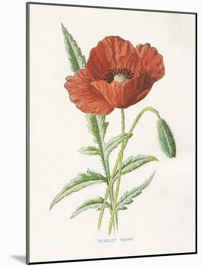 Scarlet Poppy-Gwendolyn Babbitt-Mounted Art Print