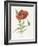 Scarlet Poppy-Gwendolyn Babbitt-Framed Art Print