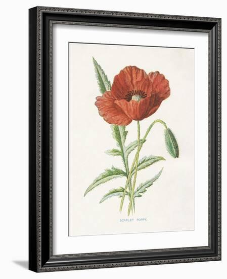 Scarlet Poppy-Gwendolyn Babbitt-Framed Art Print