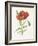 Scarlet Poppy-Gwendolyn Babbitt-Framed Art Print