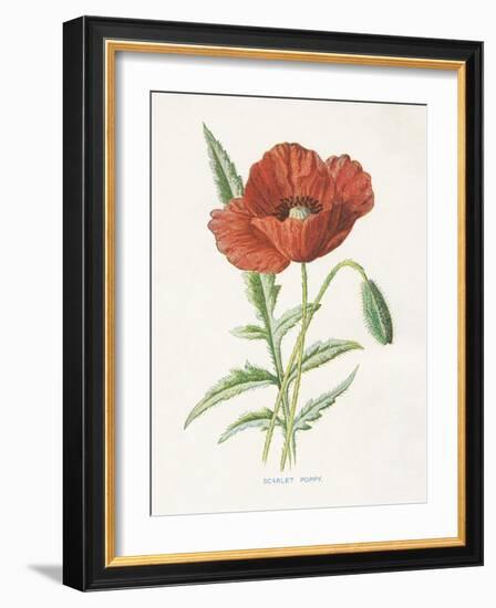 Scarlet Poppy-Gwendolyn Babbitt-Framed Art Print