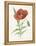Scarlet Poppy-Gwendolyn Babbitt-Framed Stretched Canvas