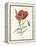 Scarlet Poppy-Gwendolyn Babbitt-Framed Stretched Canvas