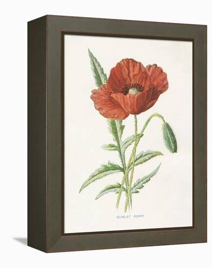 Scarlet Poppy-Gwendolyn Babbitt-Framed Stretched Canvas