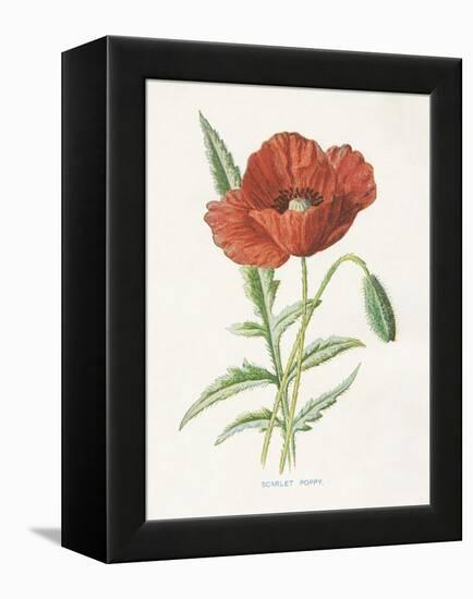 Scarlet Poppy-Gwendolyn Babbitt-Framed Stretched Canvas