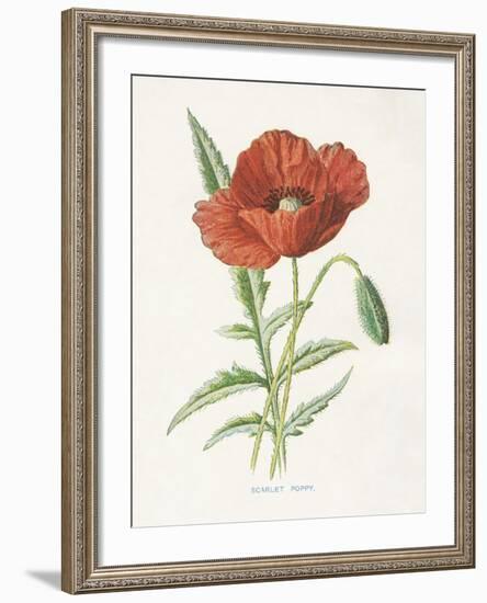 Scarlet Poppy-Gwendolyn Babbitt-Framed Art Print